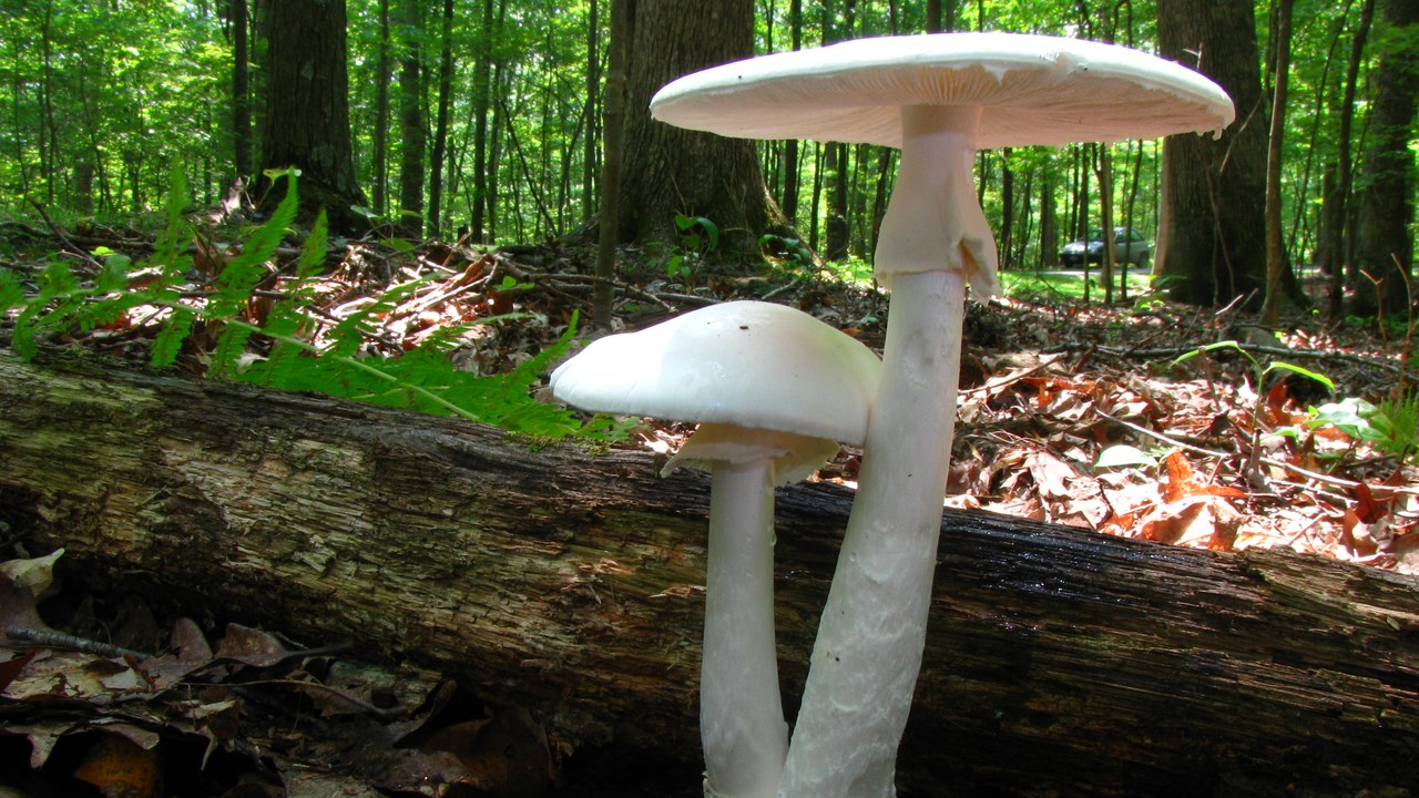 Eastern destroying angel — Image Credit: Dan Molter (shroomydan) - CC BY-SA 3.0/Wiki Commons