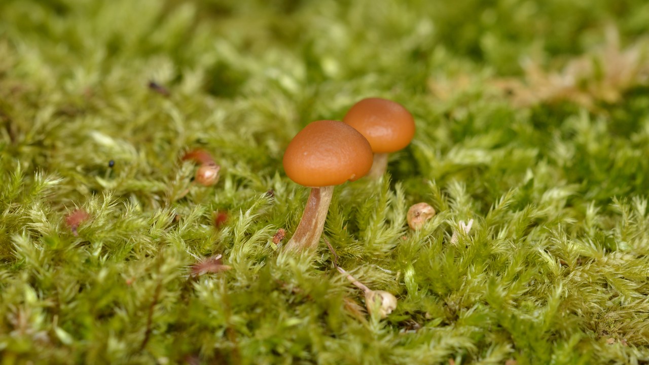 Deadly galerina — Image Credit: Ryan Hodnett - CC BY-SA 4.0/Wiki Commons