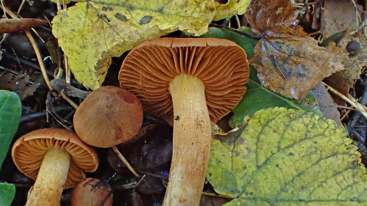 Fool's webcap — Image Credit: Inger-Lise Fonneland - CC BY 4.0/Wiki Commons