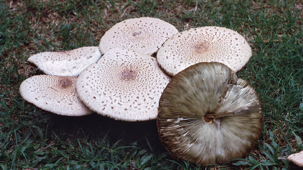 Green-spored parasol — Image Credit: Jack Bain - CC BY 4.0/Wiki Commons