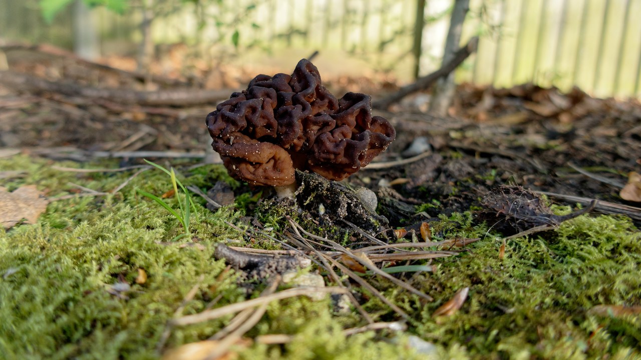 False morel — Image Credit: Lukas from London, England - CC BY-SA 2.0/Wiki Commons