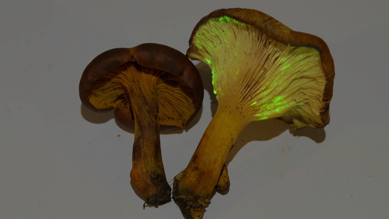 Jack-o'-lantern mushroom — Image Credit: The Brook - CC BY-SA 4.0/Wiki Commons