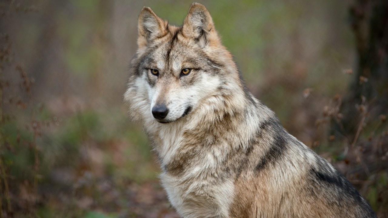Mexican gray wolf — Image Credit: EWCSTL - CC BY-SA 4.0/Wiki Commons