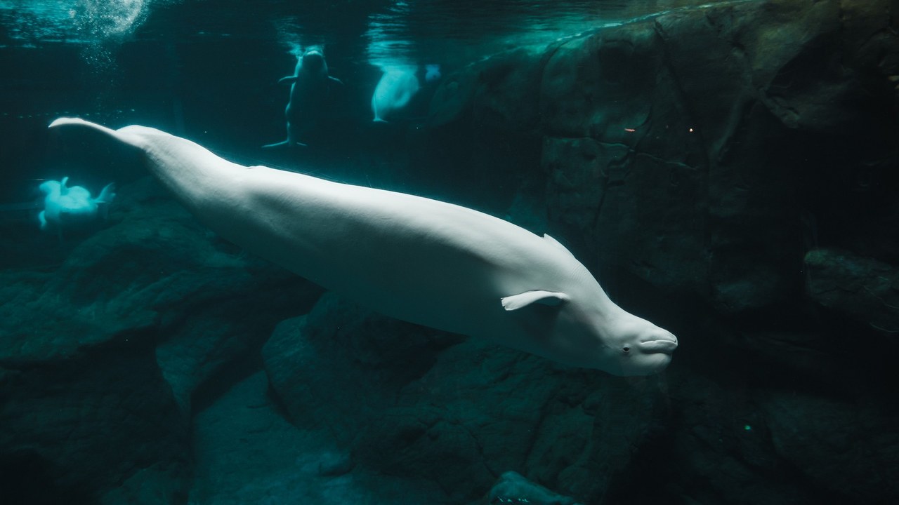 Cook Inlet beluga whale — Image Credit: Airam Dato-on/Pexels
