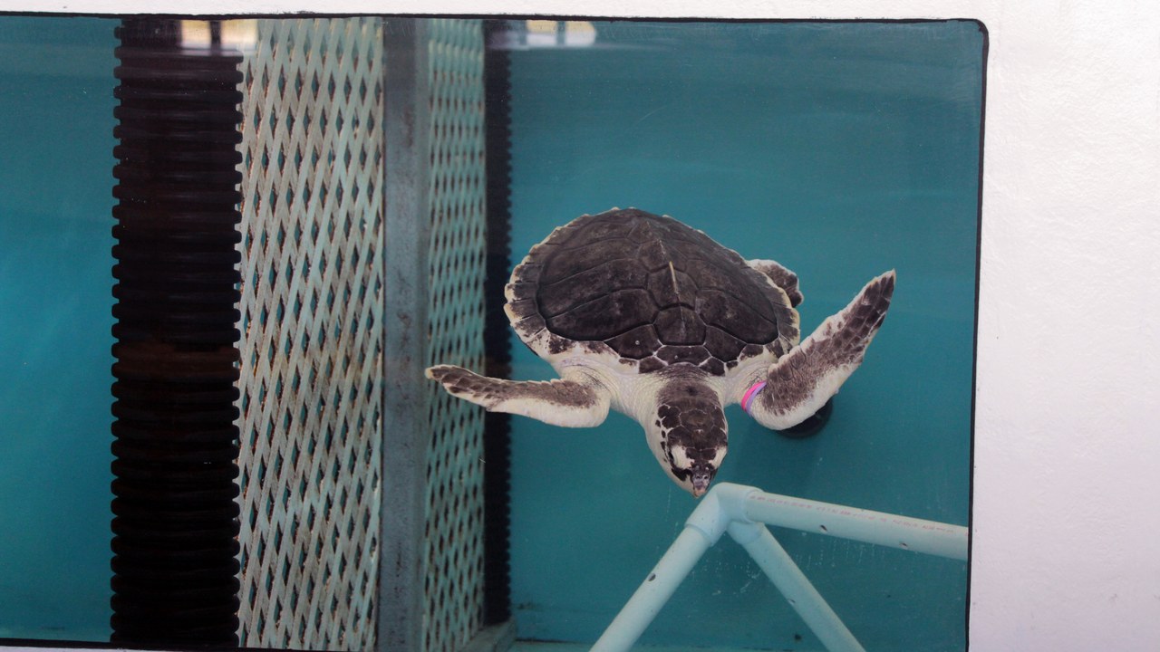 Kemp's ridley sea turtle — Image Credit: MatthewHoobin - CC BY-SA 4.0/Wiki Commons