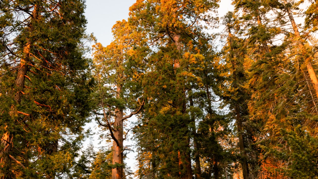 Giant Forest — Image Credit: Eric Kilby from Somerville, MA, USA - CC BY-SA 2.0/Wiki Commons