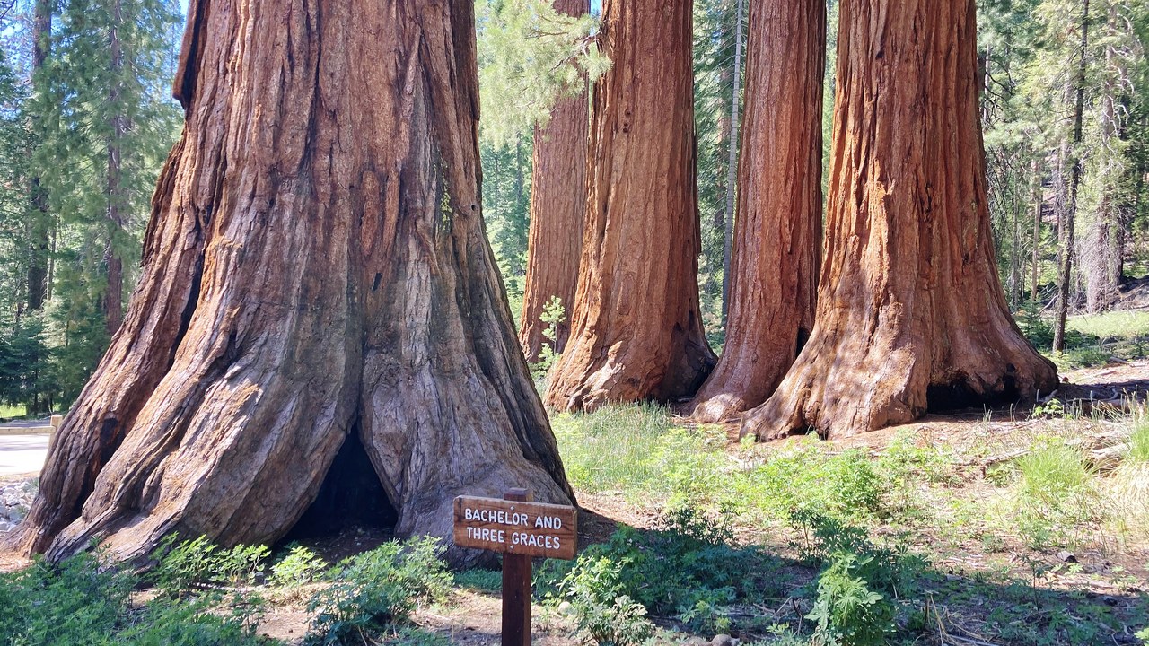 Mariposa Grove — Image Credit: Marty Aligata - CC BY-SA 4.0/Wiki Commons