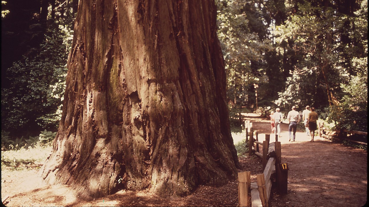 Redwood National and State Parks — Image Credit: Dick Rowan - Public domain/Wiki Commons