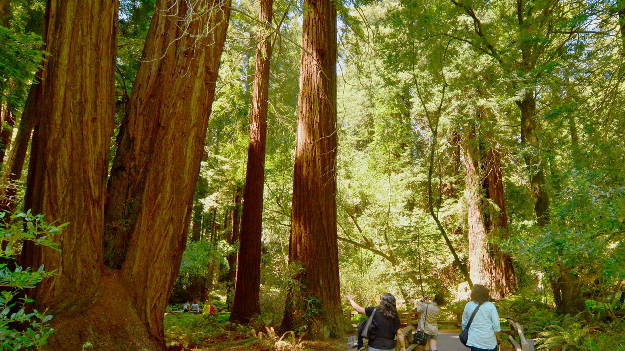 Muir Woods National Monument — Image Credit: Mike McBey - CC BY 2.0/Wiki Commons