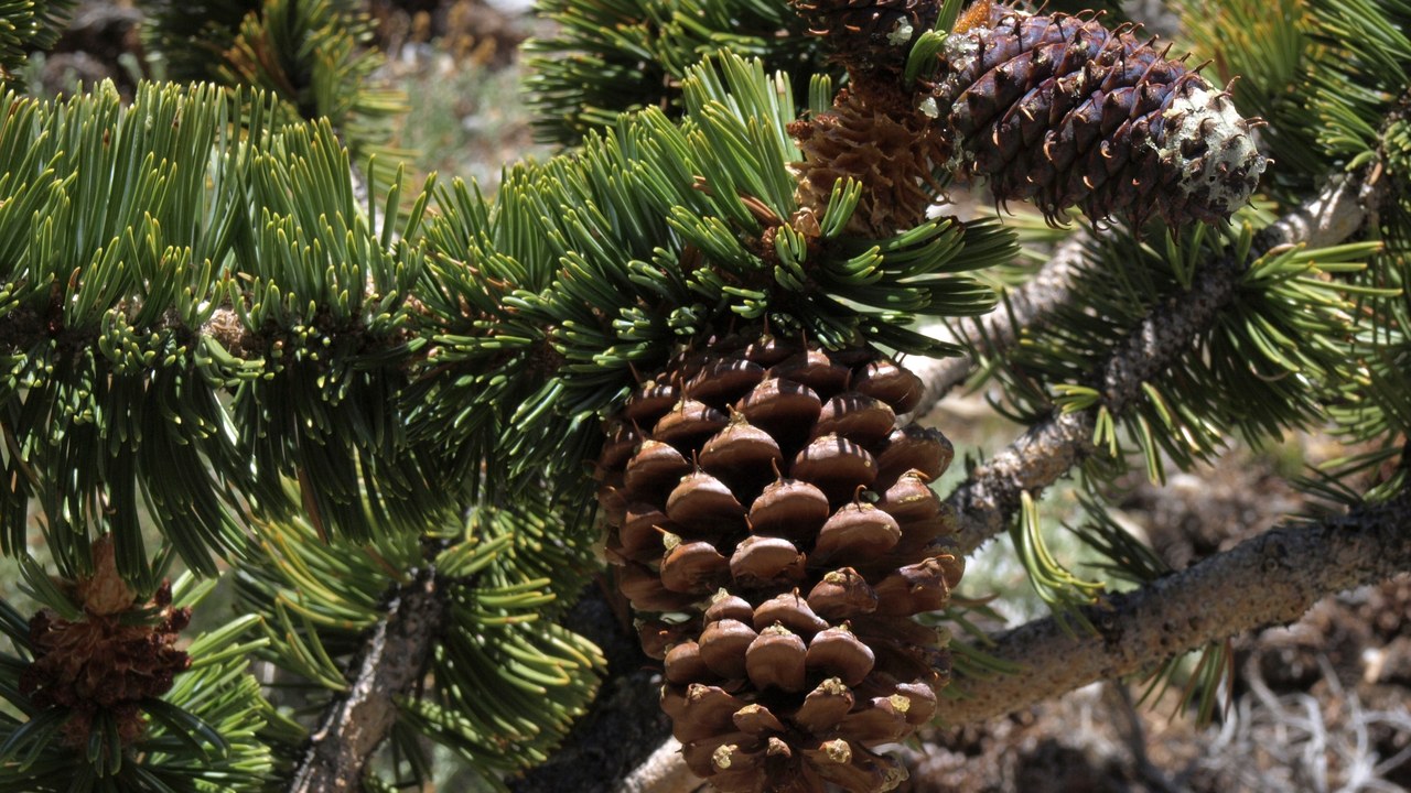 Great Basin bristlecone pines — Image Credit: Jim Morefield from Nevada, USA - CC BY-SA 2.0/Wiki Commons