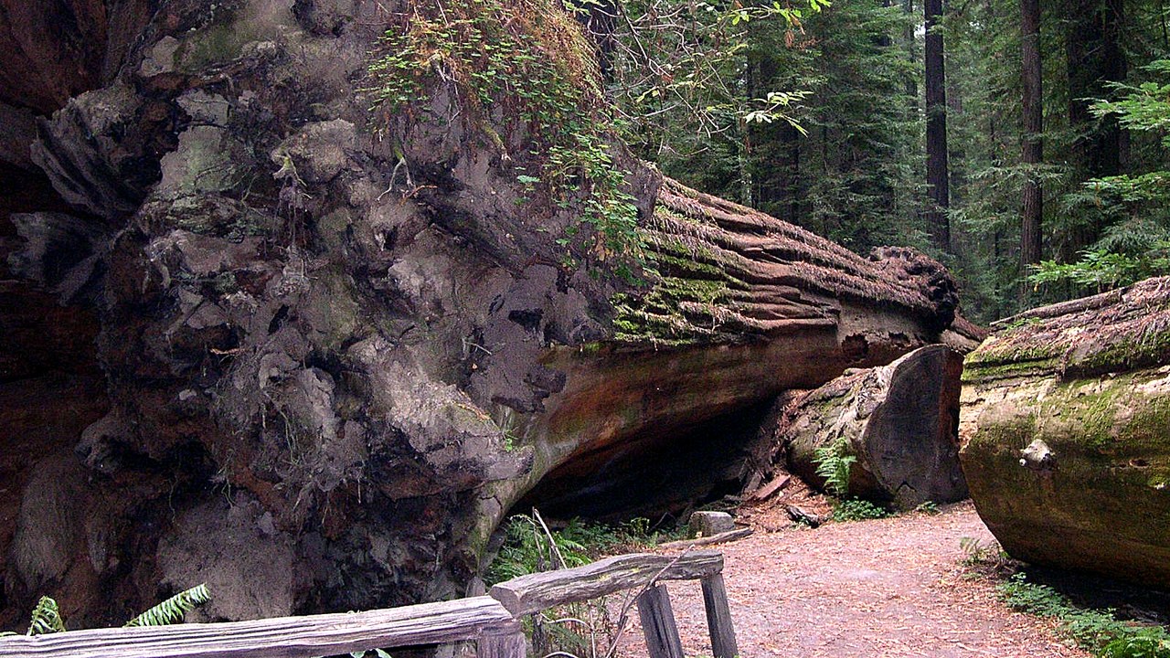 Humboldt Redwoods State Park — Image Credit: Jay Sturner from USA - CC BY 2.0/Wiki Commons