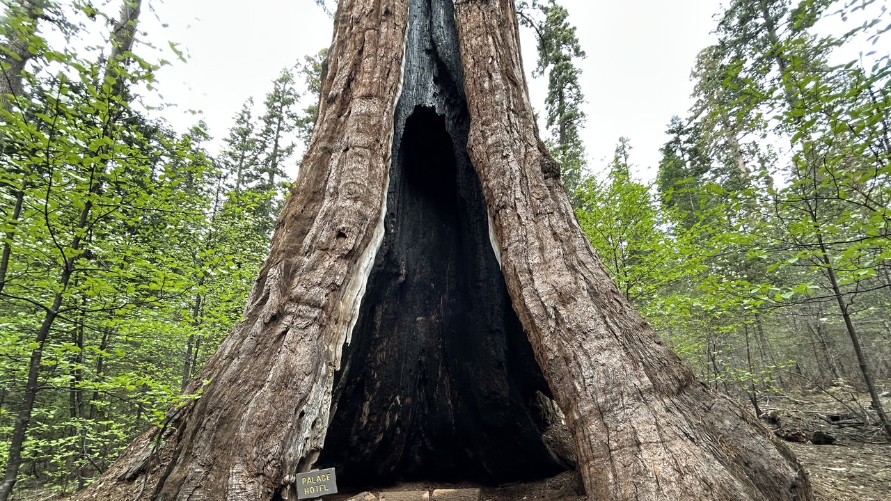 Calaveras Big Trees State Park — Image Credit: GregMcCollum - CC0/Wiki Commons