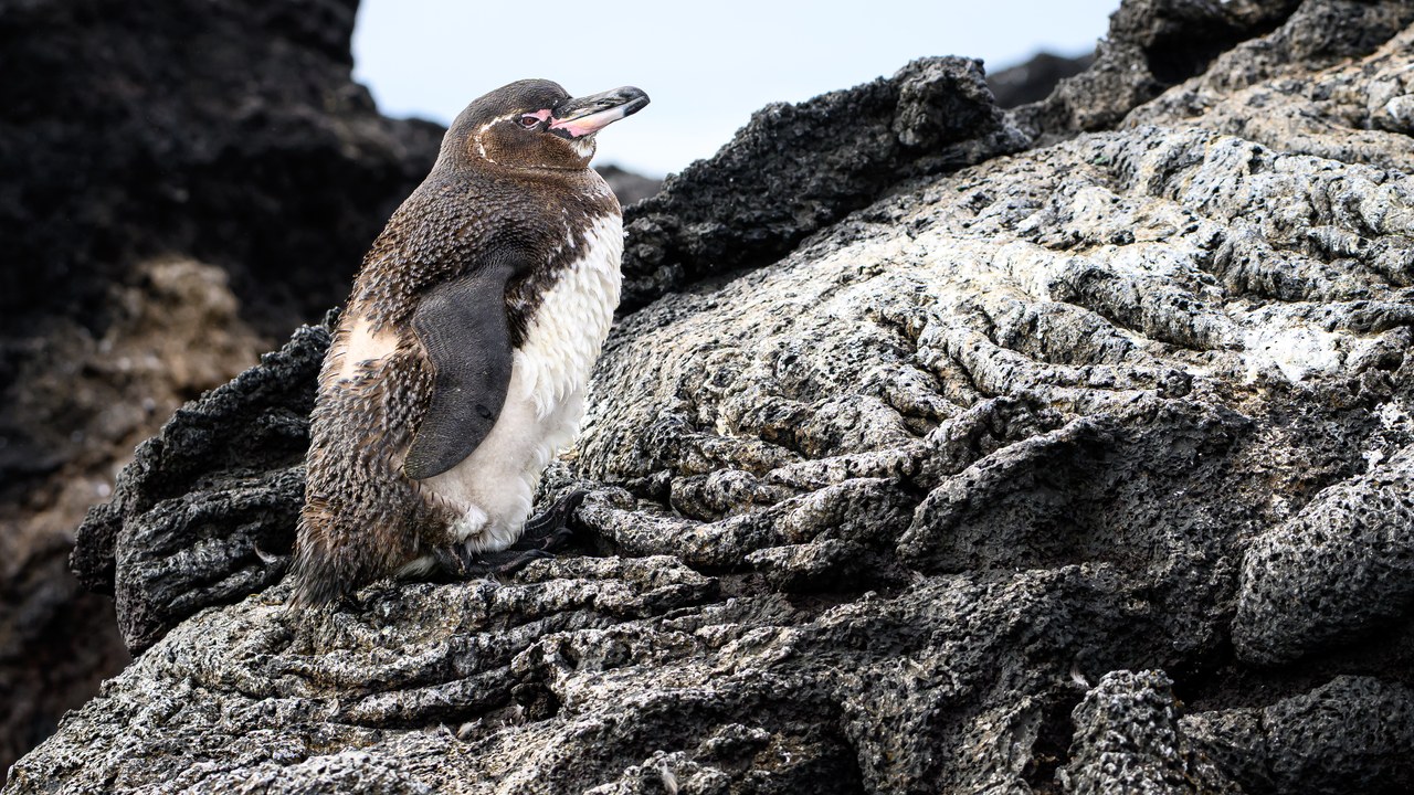 Galápagos penguin — Image Credit: Enoch Leung from Canada - CC BY-SA 4.0/Wiki Commons