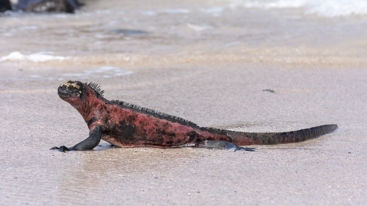 Marine iguana — Image Credit: Nicolas Völcker - CC BY-SA 4.0/Wiki Commons