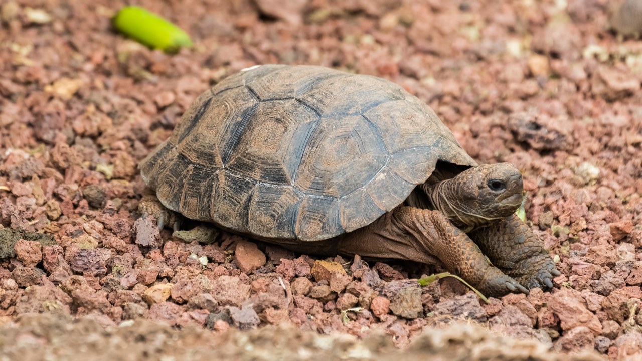 Galápagos giant tortoise — Image Credit: Diego Delso - CC BY-SA 4.0/Wiki Commons