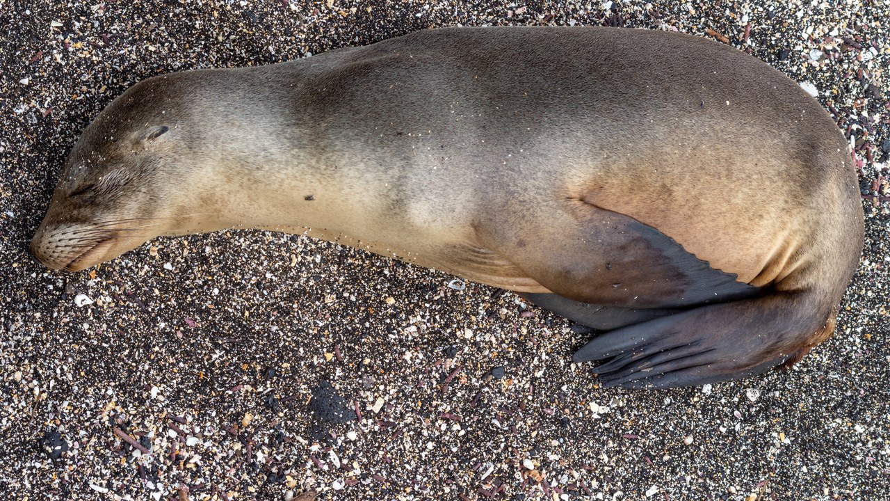 Galápagos sea lion — Image Credit: Nicolas Völcker - CC BY-SA 4.0/Wiki Commons
