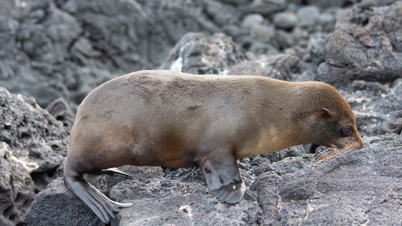 Galápagos fur seal — Image Credit: Nicolas Völcker - CC BY-SA 4.0/Wiki Commons
