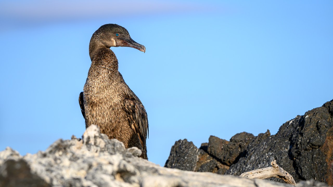 Flightless cormorant — Image Credit: Enoch Leung from Canada - CC BY-SA 4.0/Wiki Commons