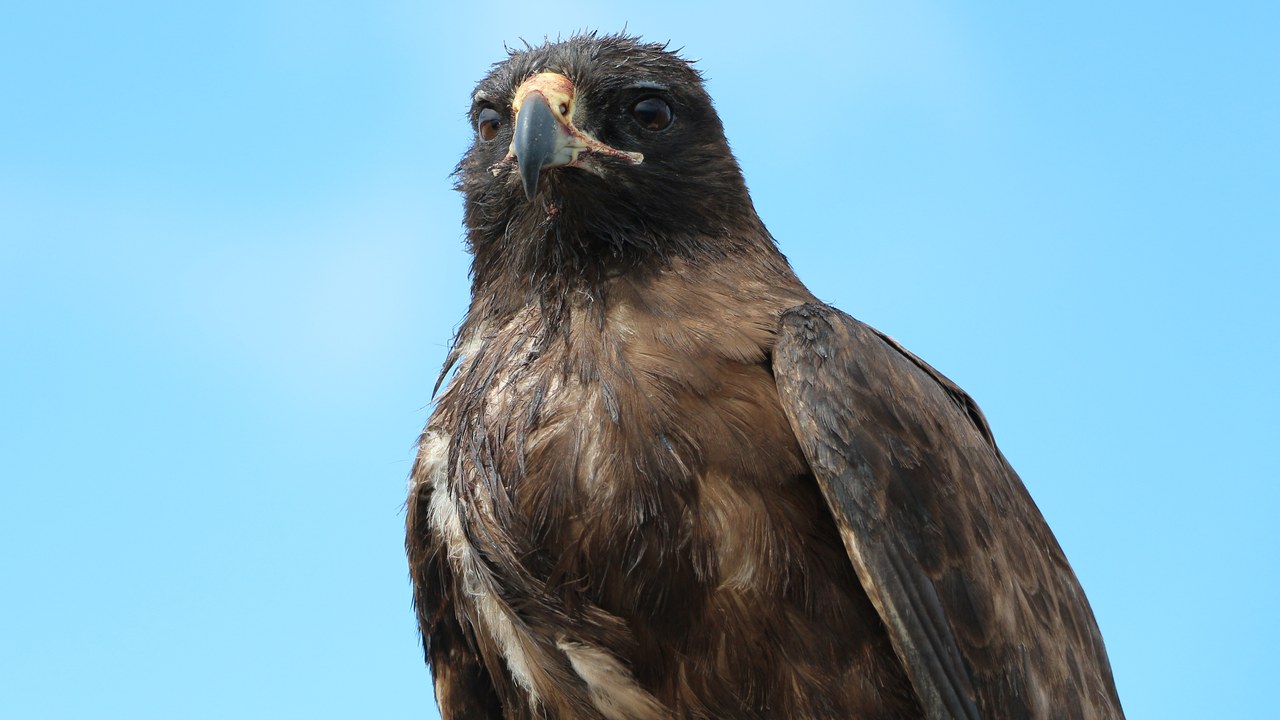 Galápagos hawk — Image Credit: Bernard Gagnon - CC BY-SA 4.0/Wiki Commons