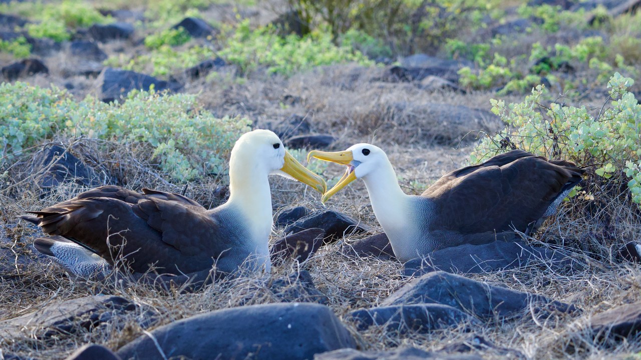 Waved albatross — Image Credit: E bailey - CC0/Wiki Commons