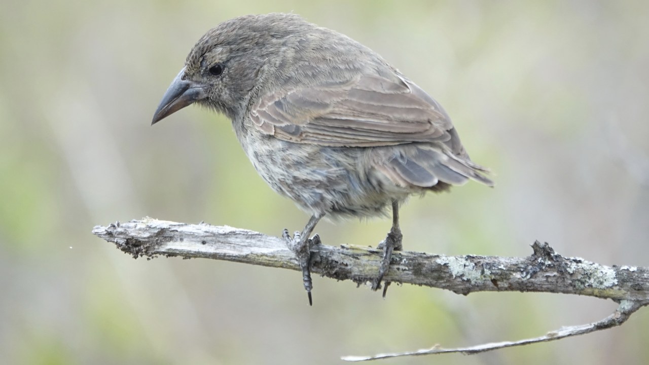 Darwin's finches — Image Credit: Mike's Birds from Riverside, CA, US - CC BY-SA 2.0/Wiki Commons
