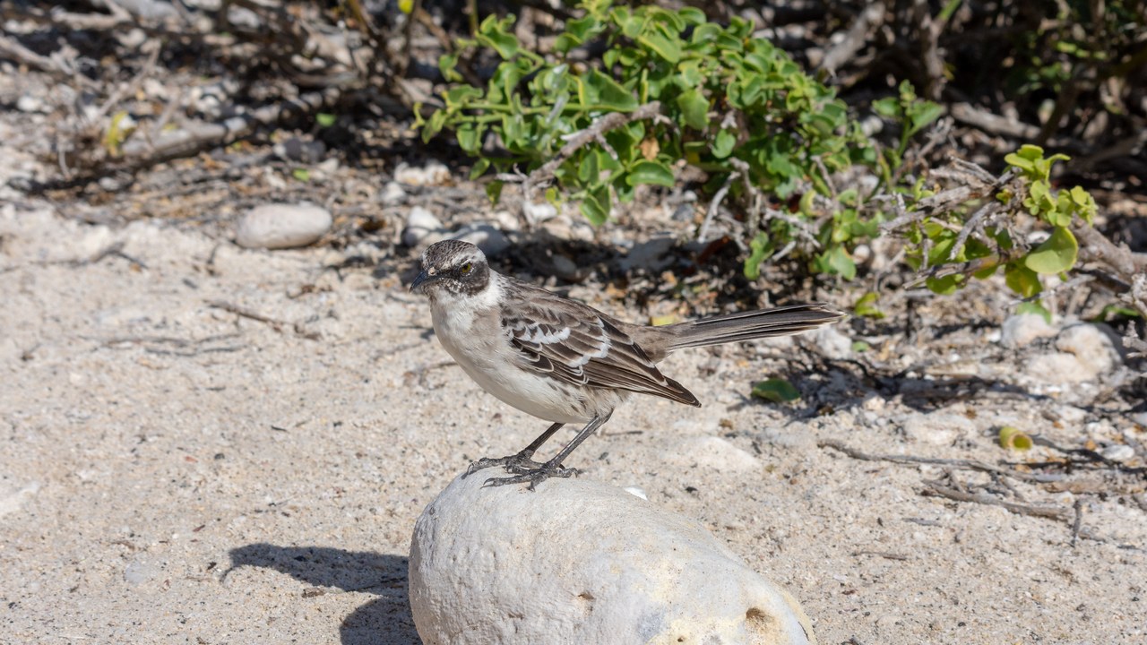 Galápagos mockingbirds — Image Credit: Nicolas Völcker - CC BY-SA 4.0/Wiki Commons