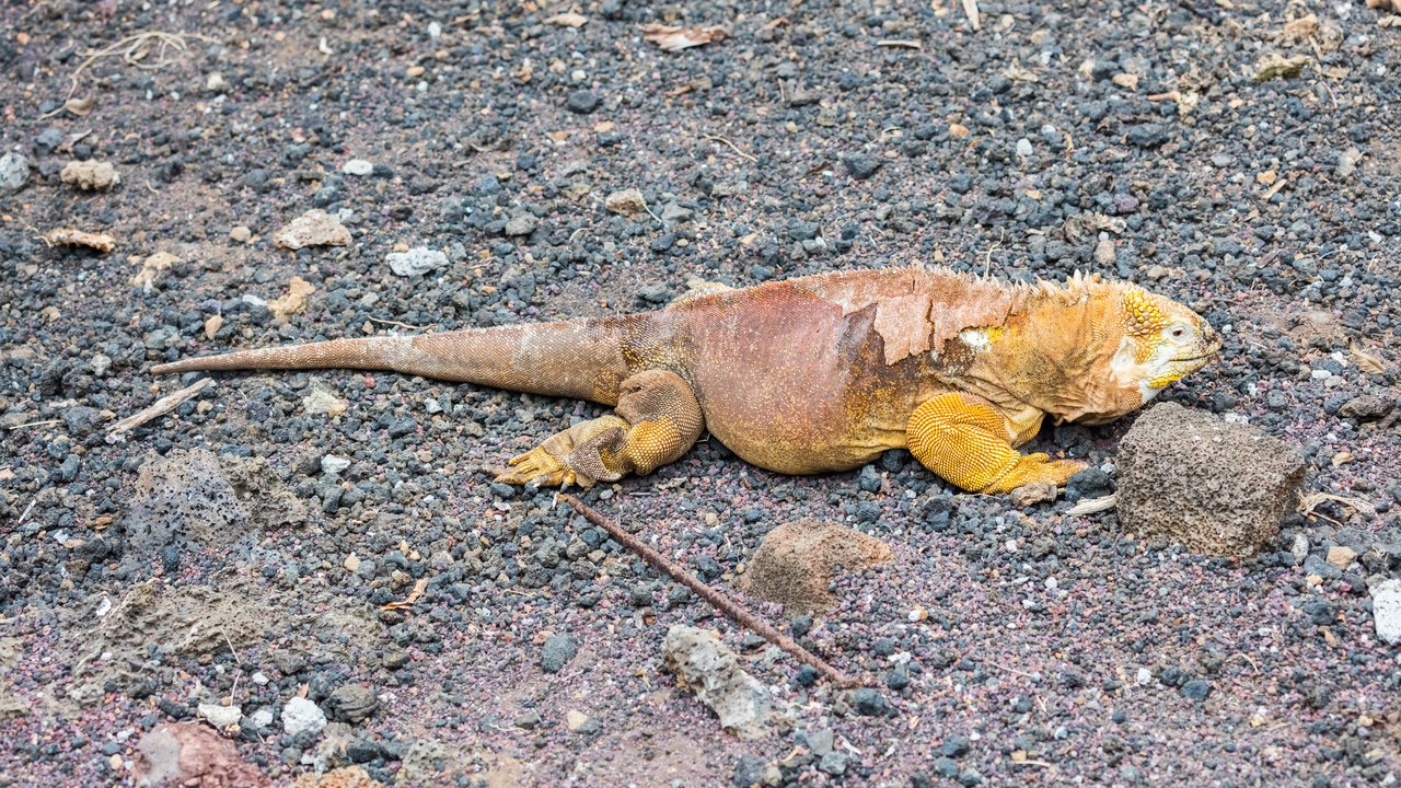 Galápagos land iguana — Image Credit: Diego Delso - CC BY-SA 4.0/Wiki Commons