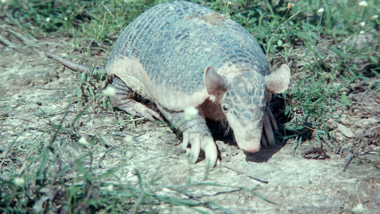Giant armadillo — Image Credit: Garst, Warren, 1922-2016, photographer - CC BY-SA 4.0/Wiki Commons