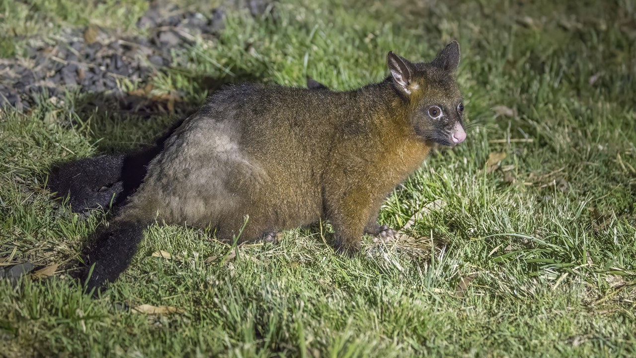 Common brushtail possum — Image Credit: Charles J. Sharp - CC BY-SA 4.0/Wiki Commons