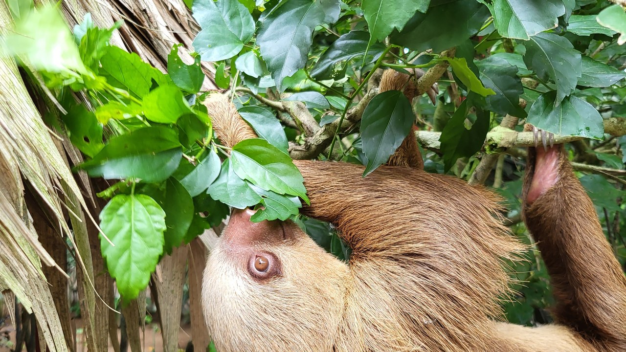 Sloth — Image Credit: Wawewo - CC BY-SA 4.0/Wiki Commons