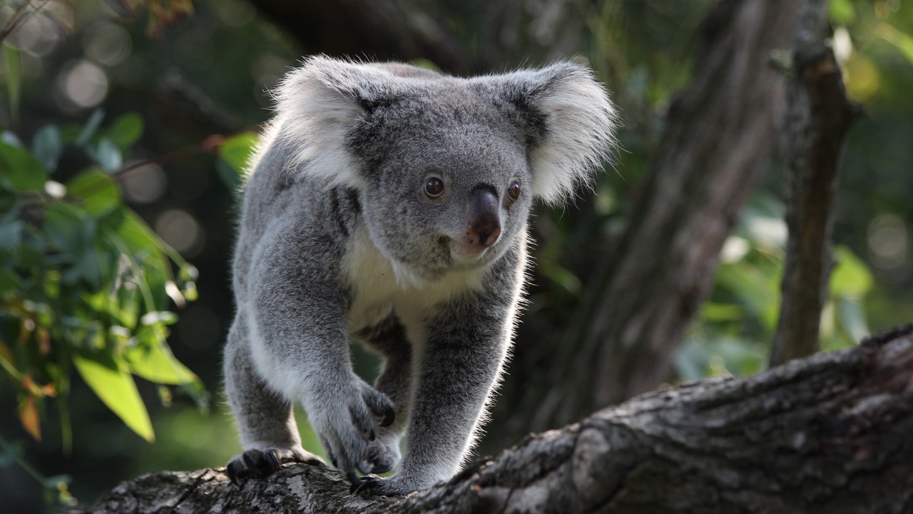 Koala — Image Credit: Till Niermann - CC BY 3.0/Wiki Commons