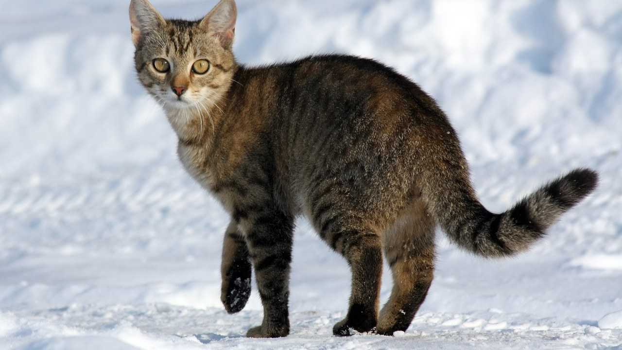 House cat — Image Credit: Von.grzanka - CC BY-SA 3.0/Wiki Commons