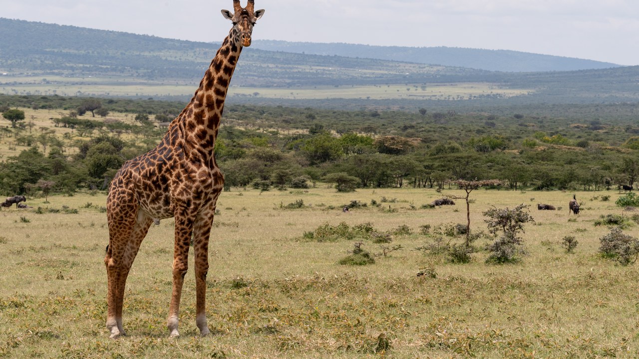 Giraffe — Image Credit: Eric Kilby from Somerville, MA, USA - CC BY-SA 2.0/Wiki Commons