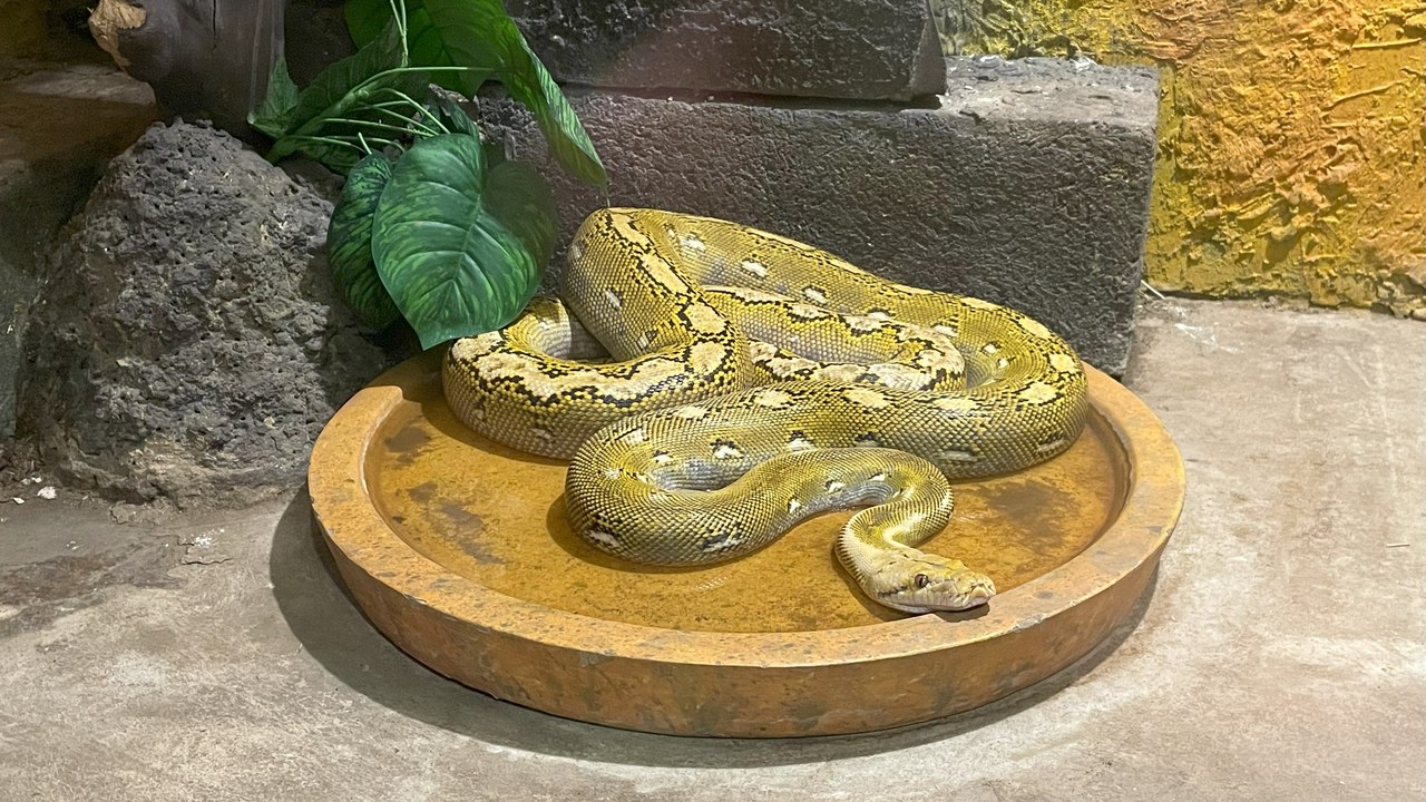 Burmese python — Image Credit: Asamoto - CC BY 4.0/Wiki Commons