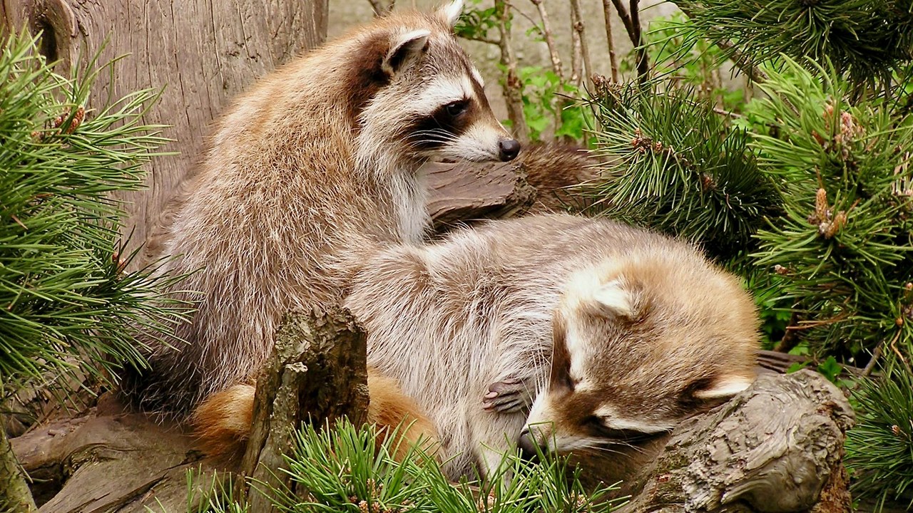 Raccoon — Image Credit: NasserHalaweh - CC BY-SA 4.0/Wiki Commons