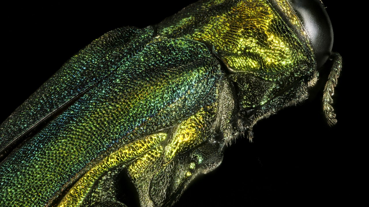 Emerald ash borer — Image Credit: Sam Droege - Public domain/Wiki Commons