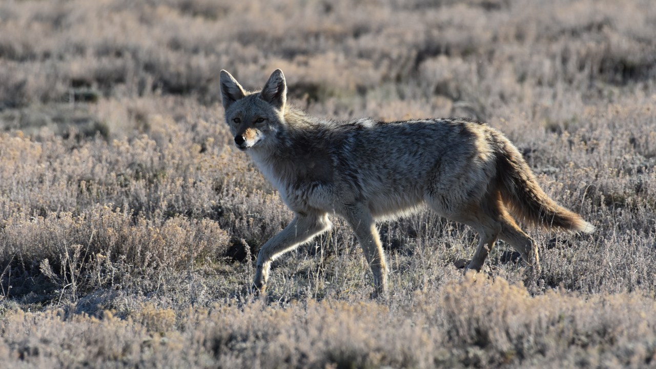 Coyote — Image Credit: U.S. Fish & Wildlife Service Southwest Region - Public domain/Wiki Commons