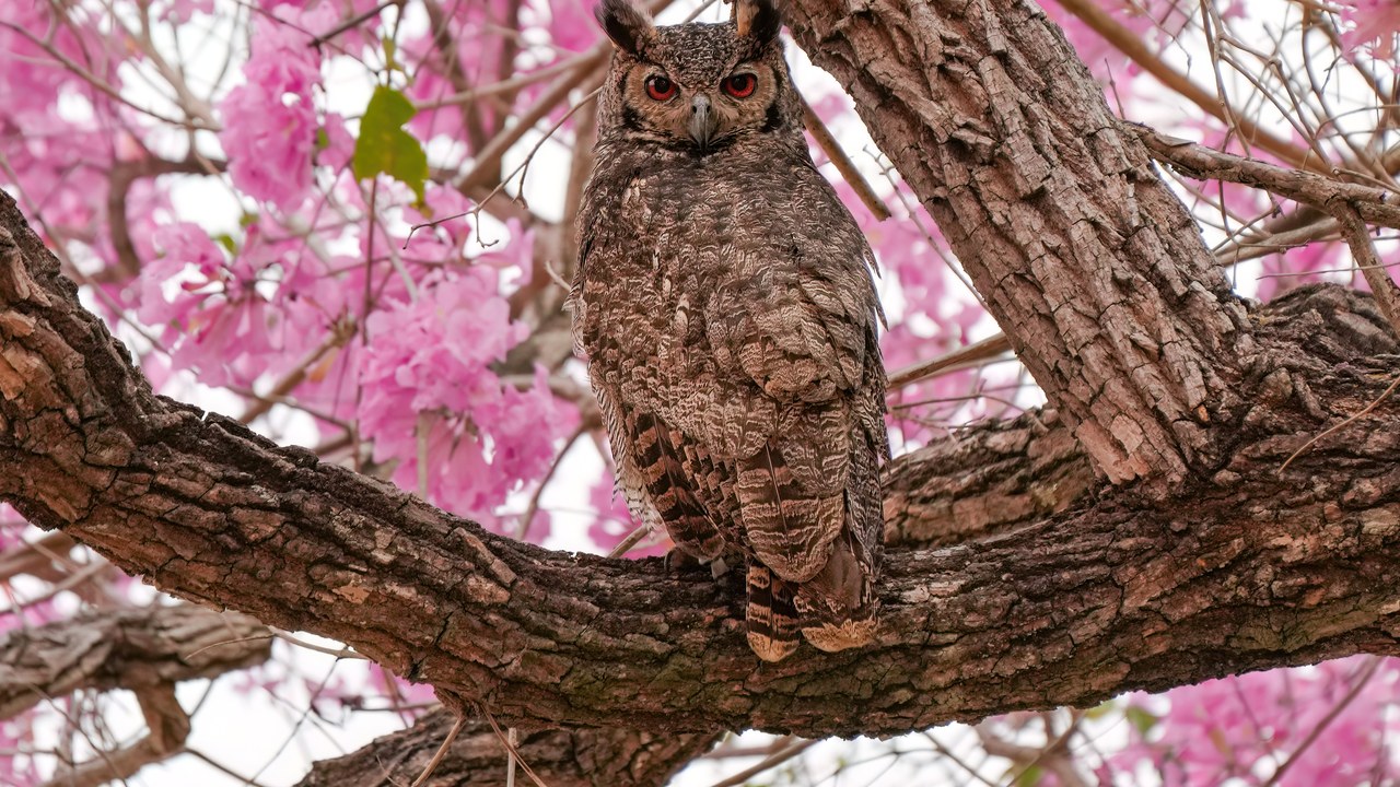 Great horned owl — Image Credit: Giles Laurent - CC BY-SA 4.0/Wiki Commons