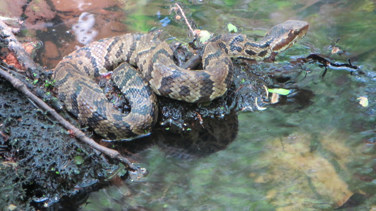 Cottonmouth — Image Credit: Mgoodyear - CC BY-SA 3.0/Wiki Commons