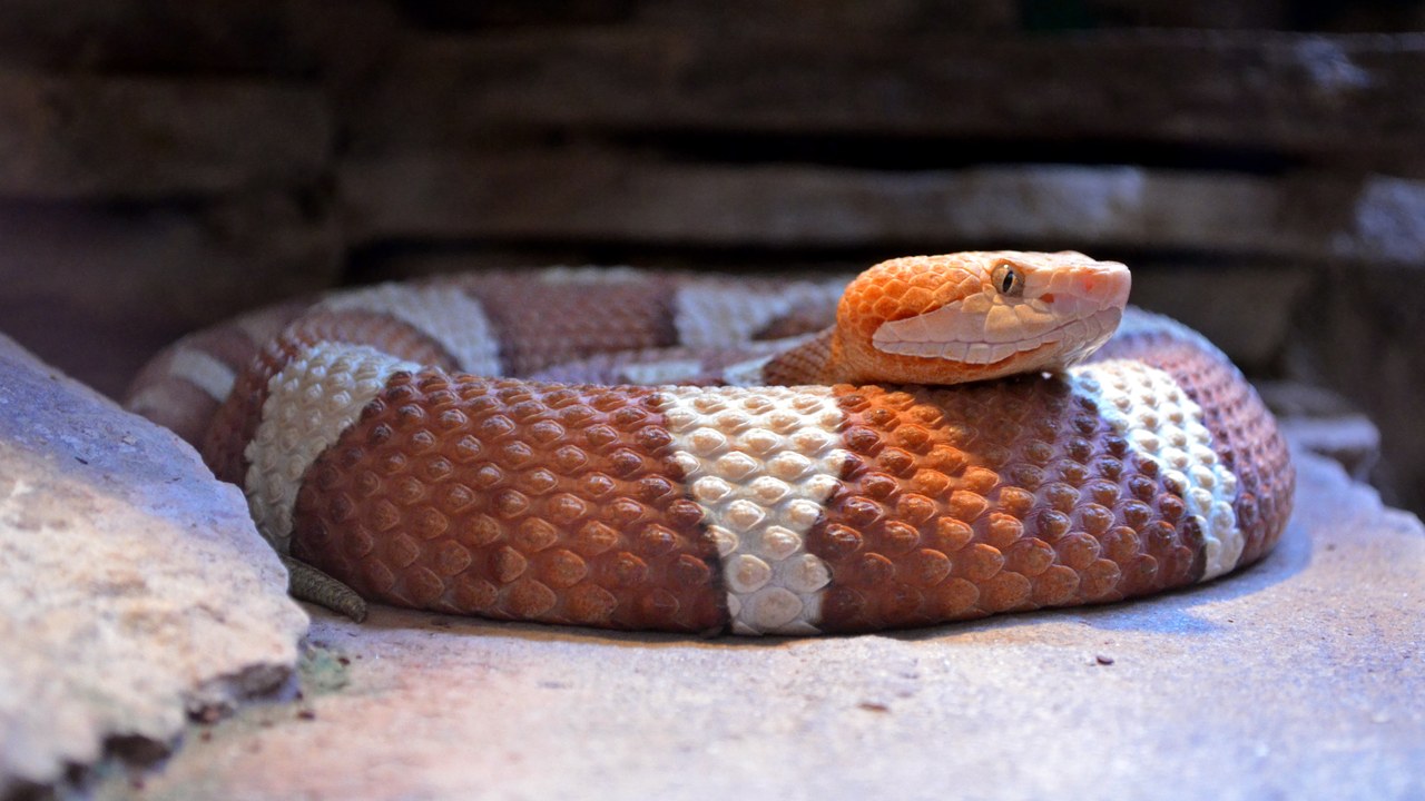 Copperhead — Image Credit: Selbymay - CC BY-SA 3.0/Wiki Commons