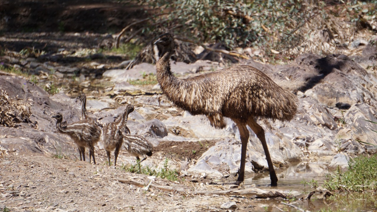 Emu — Image Credit: Roger K Jolley - CC BY-SA 4.0/Wiki Commons