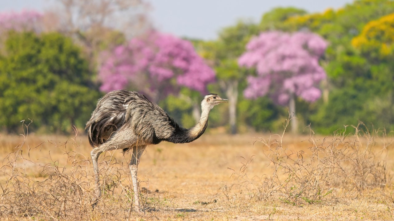 Greater rhea — Image Credit: Giles Laurent - CC BY-SA 4.0/Wiki Commons