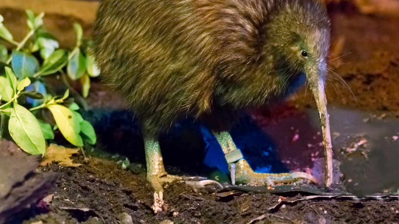 North Island brown kiwi — Image Credit: The.Rohit - CC BY 2.0/Wiki Commons