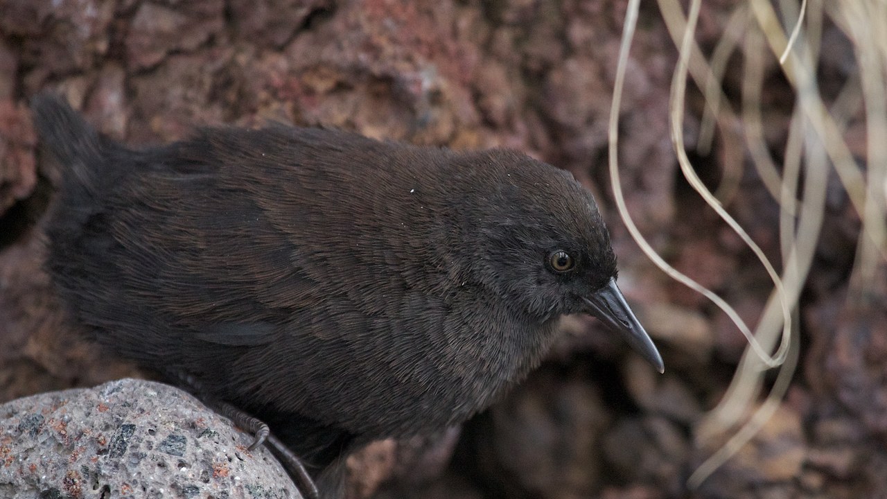 Inaccessible Island rail — Image Credit: Brian Gratwicke - CC BY 2.0/Wiki Commons