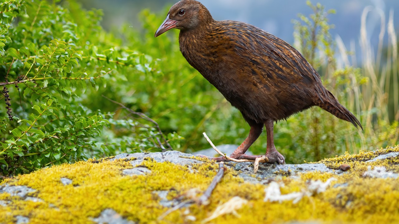 Weka — Image Credit: JJ Harrison - CC BY-SA 4.0/Wiki Commons