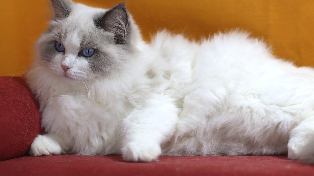 Ragdoll — Image Credit: MOZZILAND - CC BY-SA 4.0/Wiki Commons