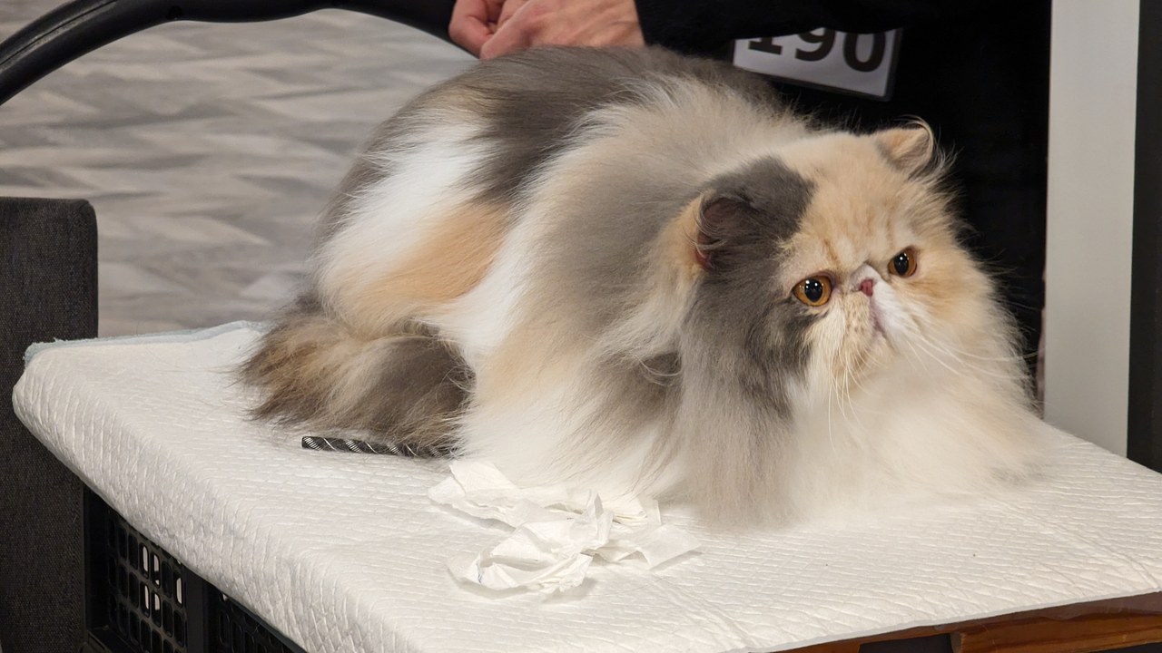 Persian cat — Image Credit: Андрей Романенко - CC BY-SA 4.0/Wiki Commons