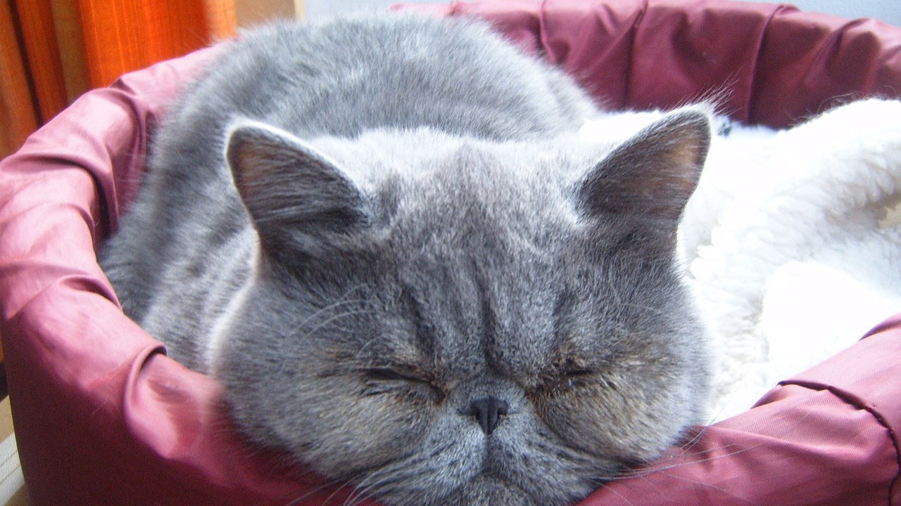 Exotic Shorthair — Image Credit: Juandedeboca - Beerware/Wiki Commons