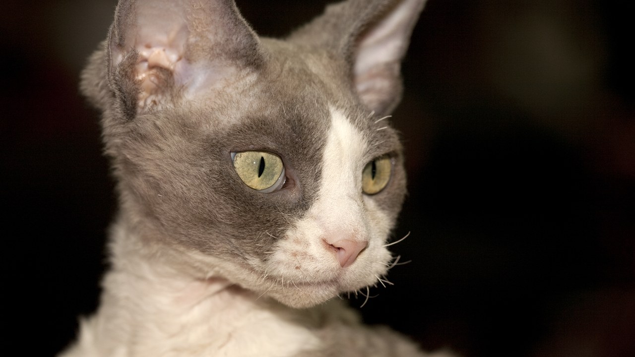 Devon Rex — Image Credit: Nickolas Titkov from Moscow, Russian Federation - CC BY-SA 2.0/Wiki Commons