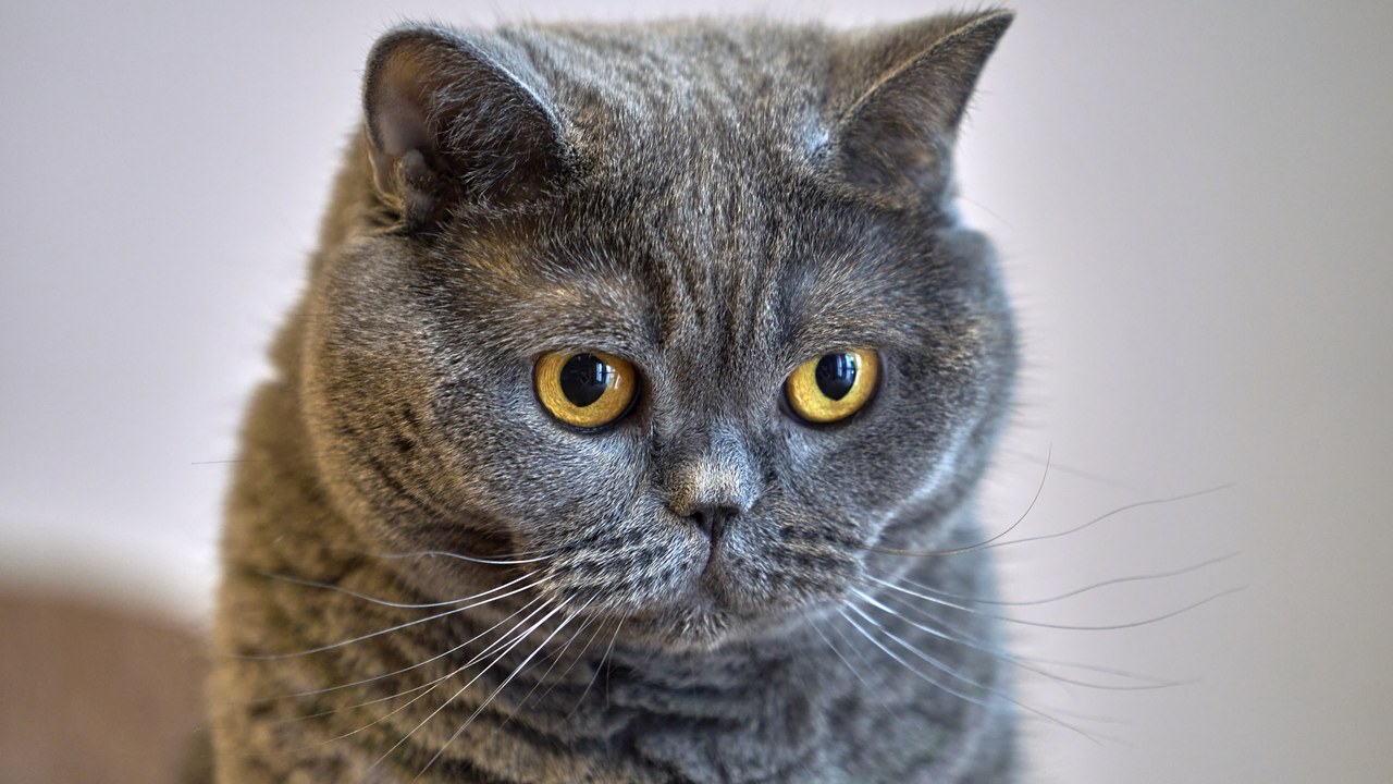 British Shorthair — Image Credit: George E. Koronaios - CC BY-SA 4.0/Wiki Commons
